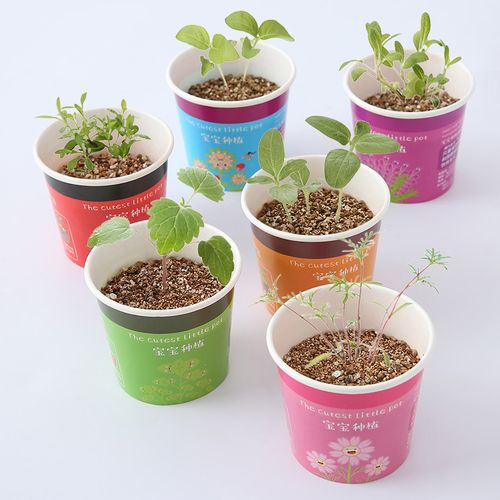 创意迷你盆栽办公室植物种植桌面桌面儿儿童宝宝绿植