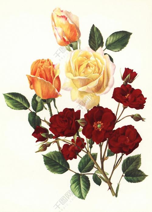 位图 植物图案 写意花卉 花朵 玫瑰 免费素材